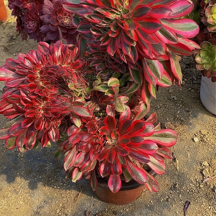 多肉香奈儿601多艘