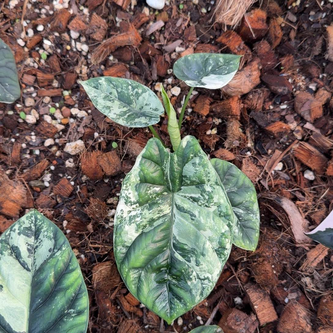 3-1201泰国发货海芋