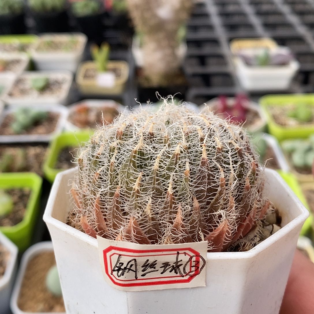 钢丝球5.5厘米多肉植物3号