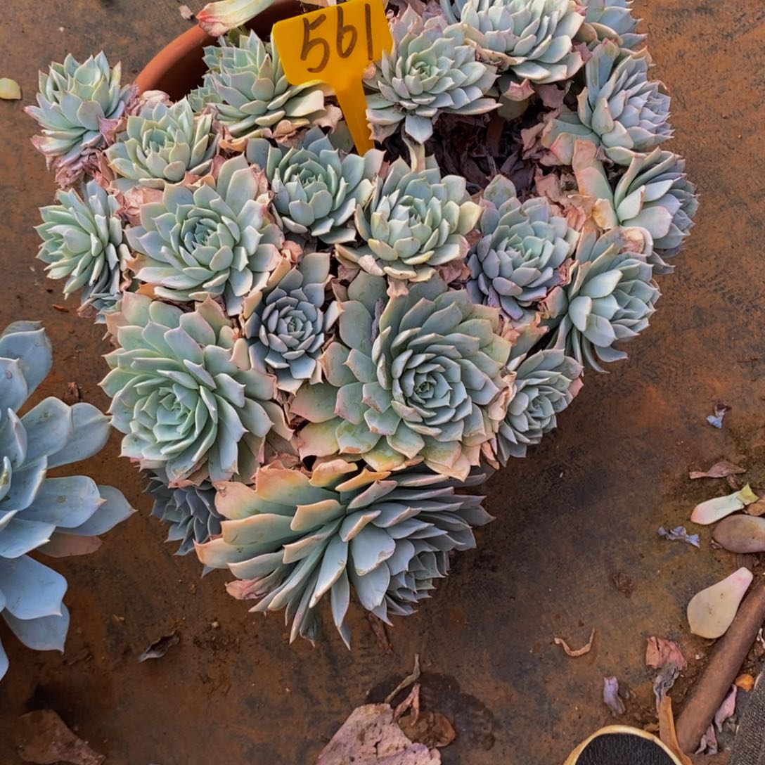 老***哥墨西哥蓝鸟561。          