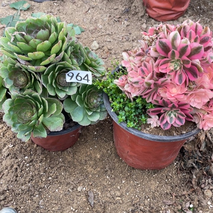 964多肉植物组合有砍无售后