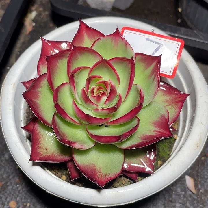 7///////////////////