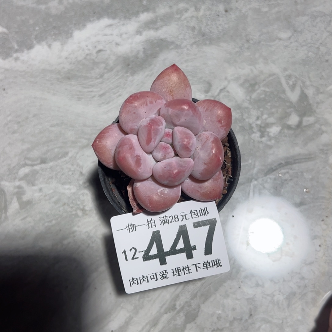 香水奶多肉多肉多肉多肉