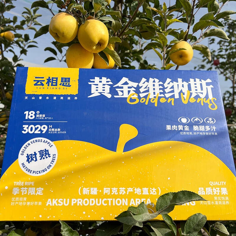 云相思 新疆树上熟黄金维纳斯苹果 新疆阿克苏苹果新疆/西安发货
