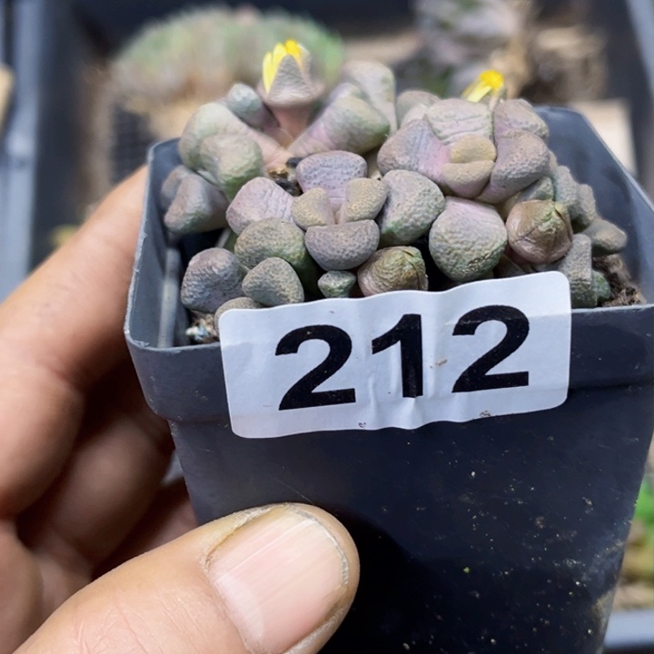 212带盆唐一物一图如图