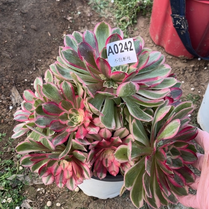 彭****242 多肉法师不包断枝