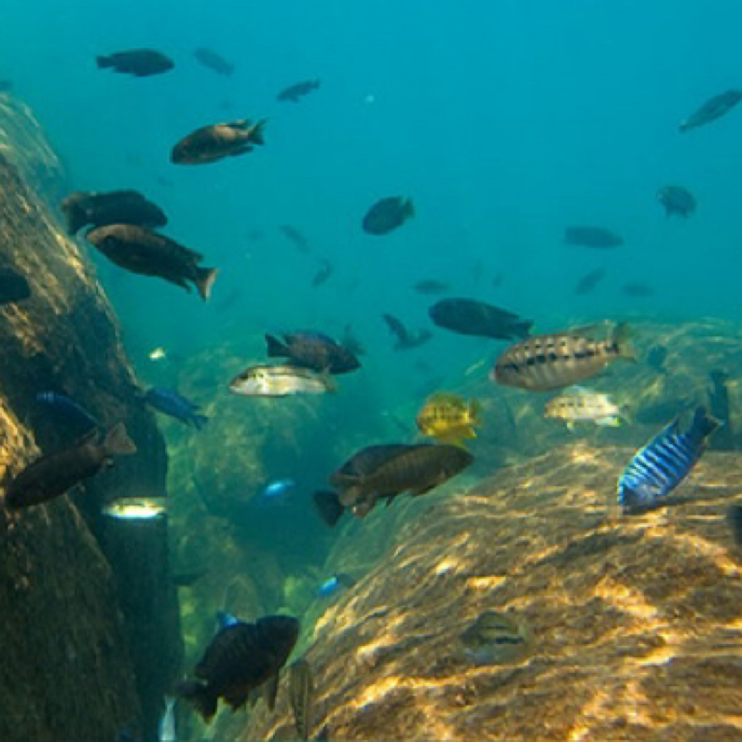 三湖慈鲷观赏鱼 马鲷2-3cm 13条 购买前请仔细阅读详情