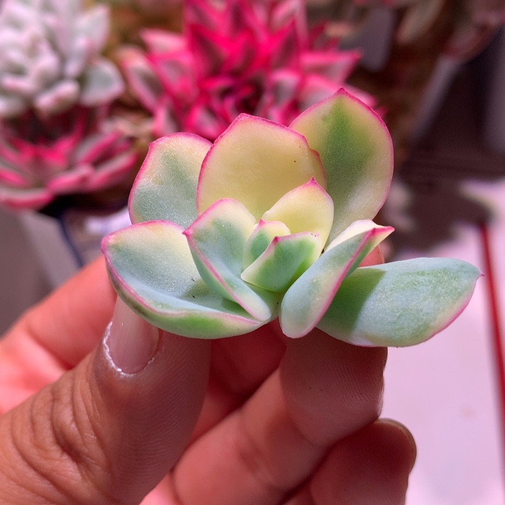 晨露锦侧芽锦锦锦锦