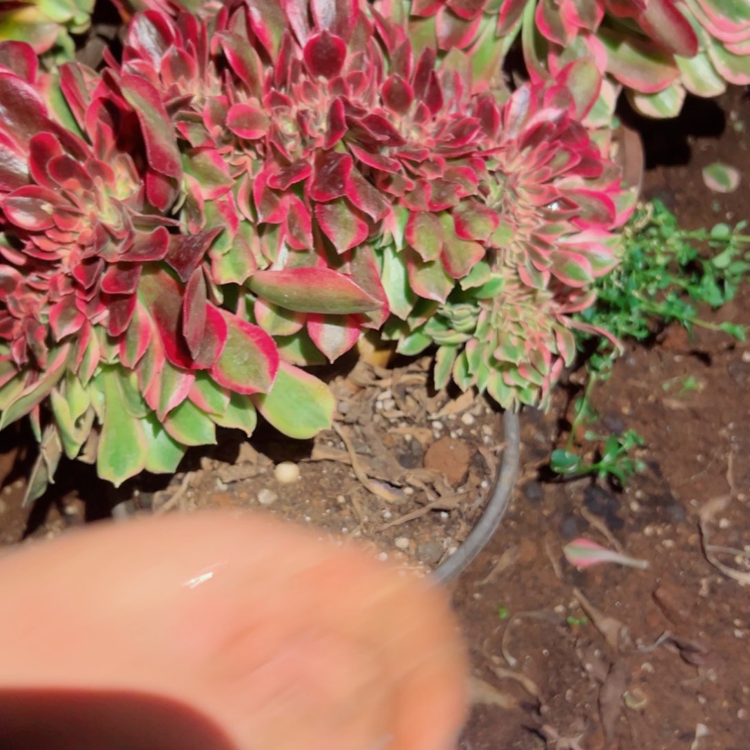 我1568 号多肉法师新年福利粉公主