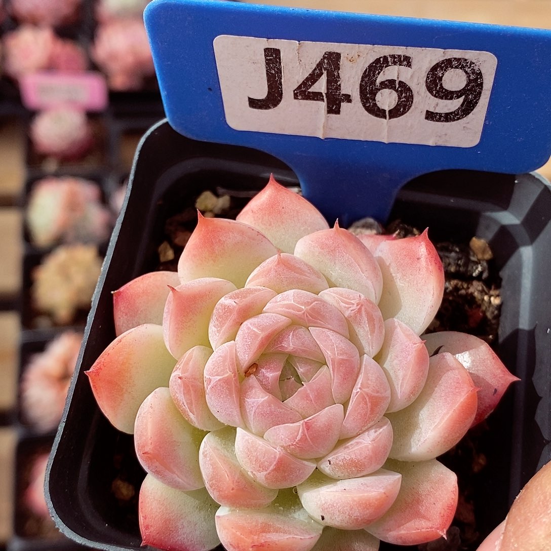 福利5cm左右多肉植物