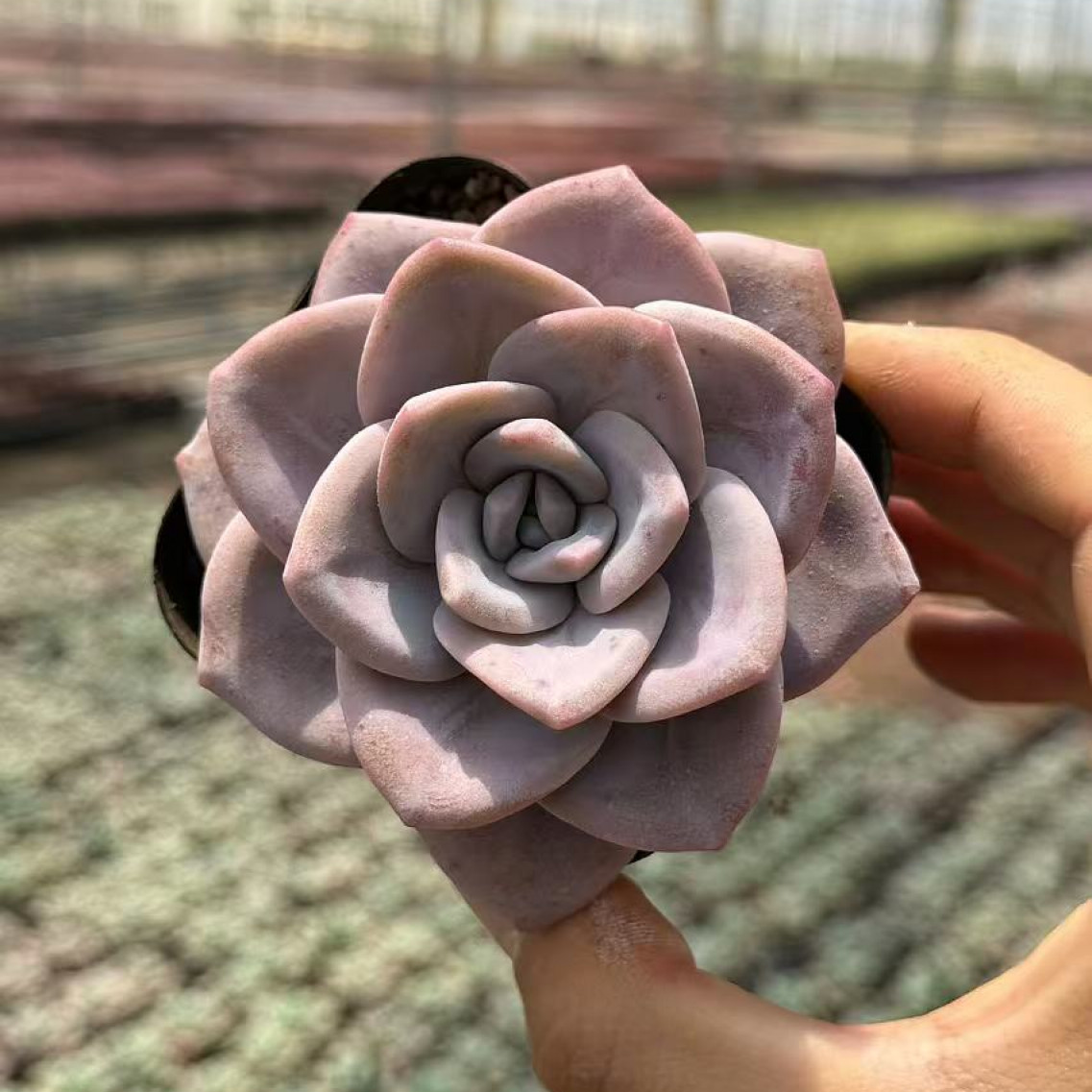 7#红茶单多头起发多肉植物 前男友精品多肉