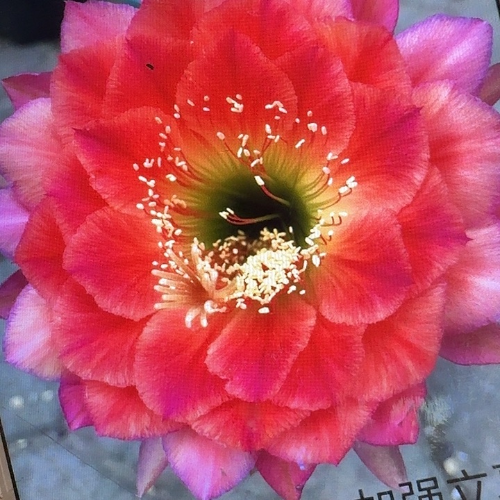 加强立夏侧芽5公分左右毛花柱（满20包邮）
