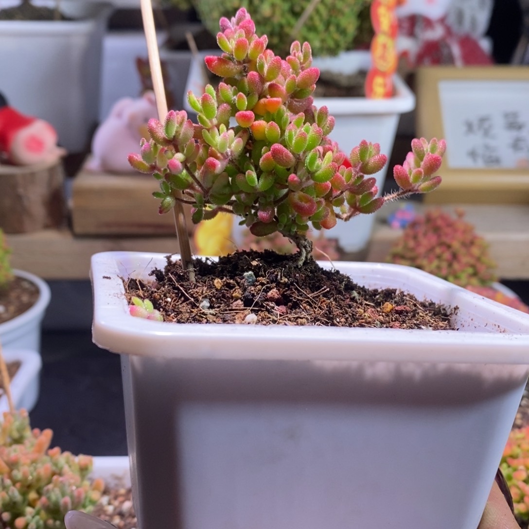 红宝石阴阳锦带盆土发货一物一拍