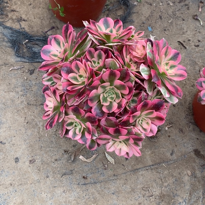 女巫19多肉植物法师法师