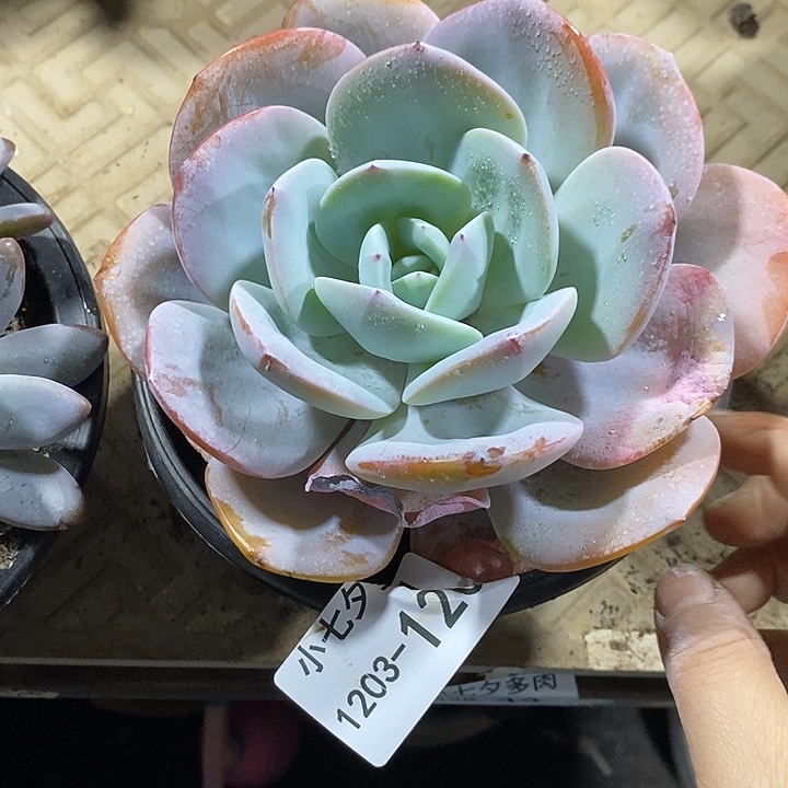 K***艳小七夕多肉奶茶120