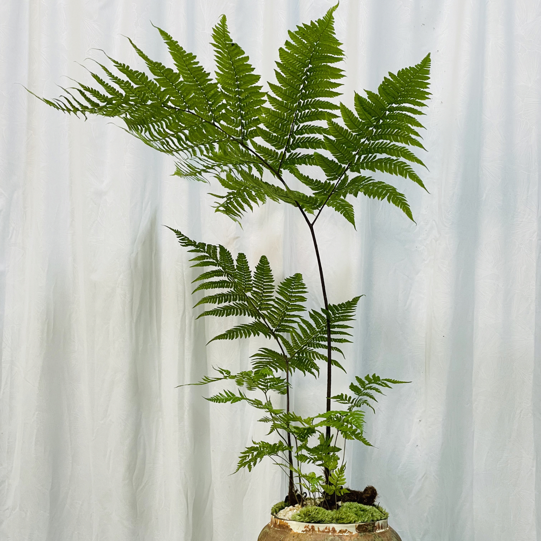 虹鳞蕨鳞毛蕨凤尾蕨室内好养植物陶瓷盆器带盆栽好