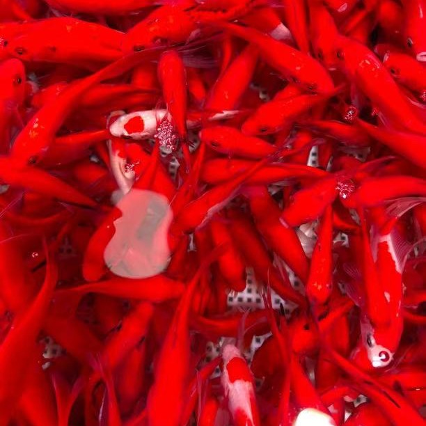 【直播间下单】精品草金鱼2-4公分好养31条，不指定颜色混搭全国包邮