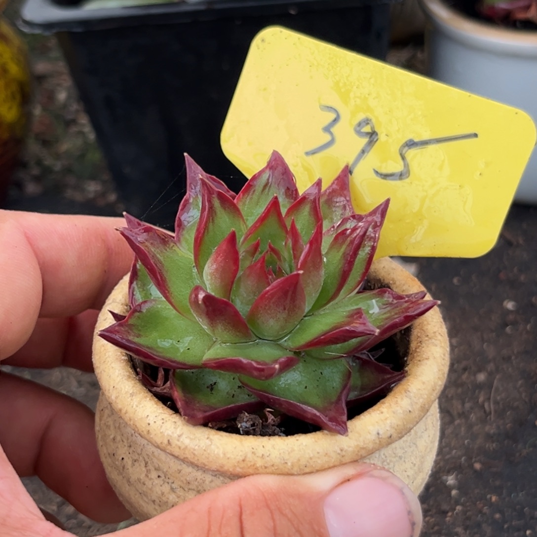 惊鸿一物一拍包装收缩花旱好服盆395