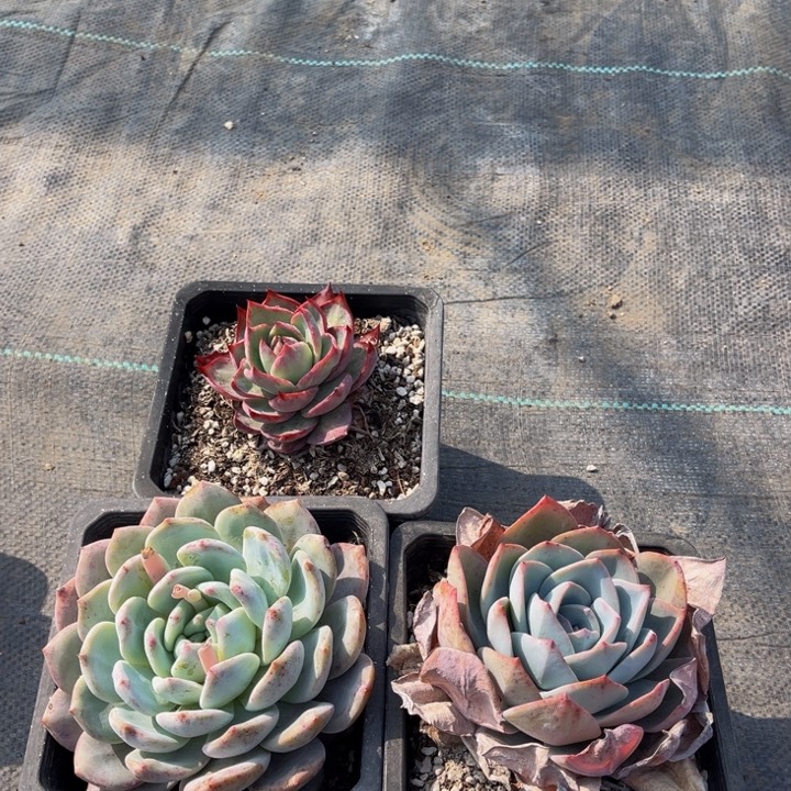 星*惊鸿橙子布鲁看