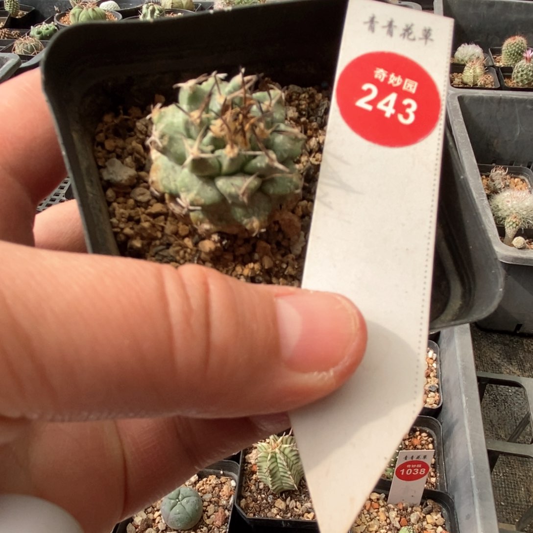 实生赤花娇丽3cm