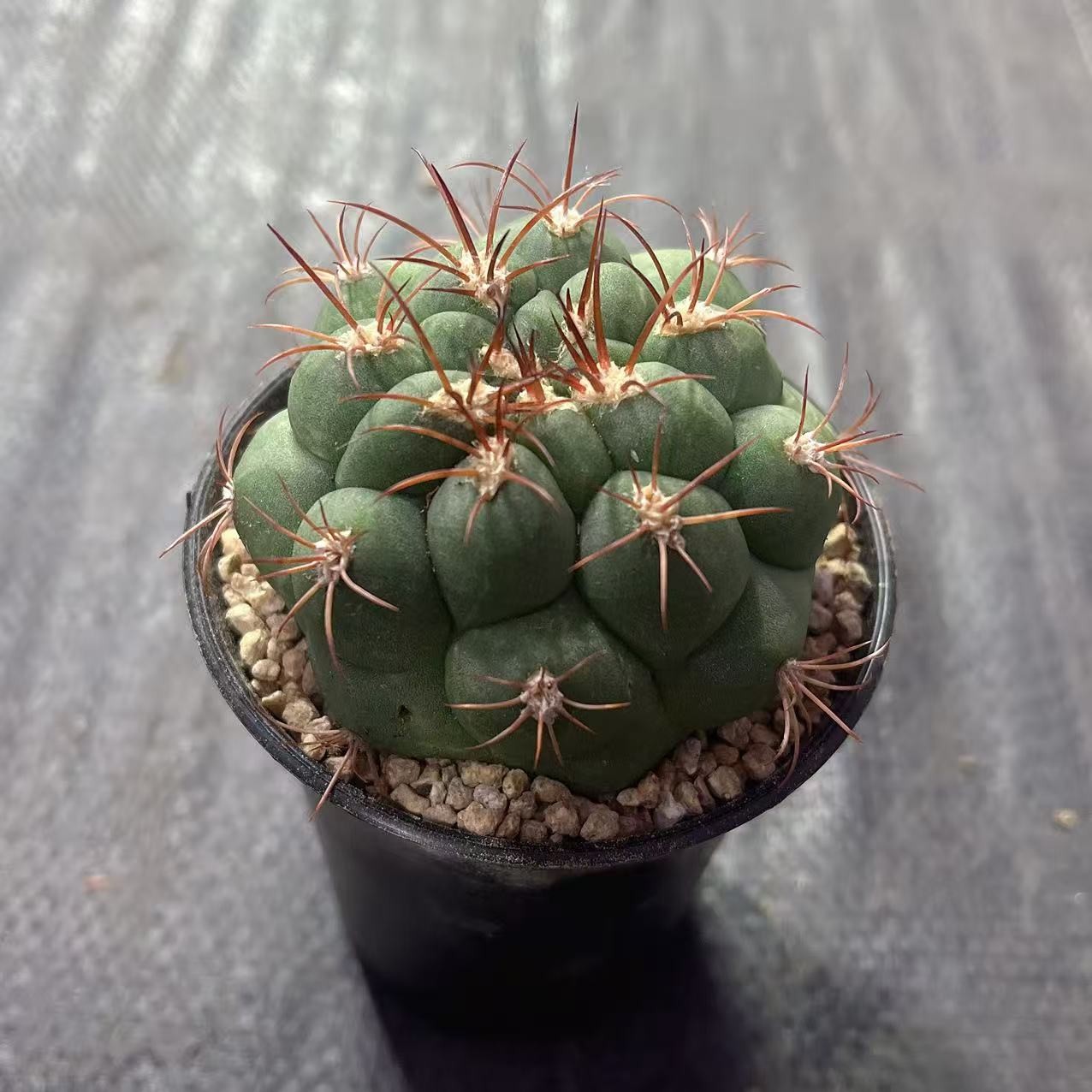 黑万象盆新天地随机一盆 多肉植物