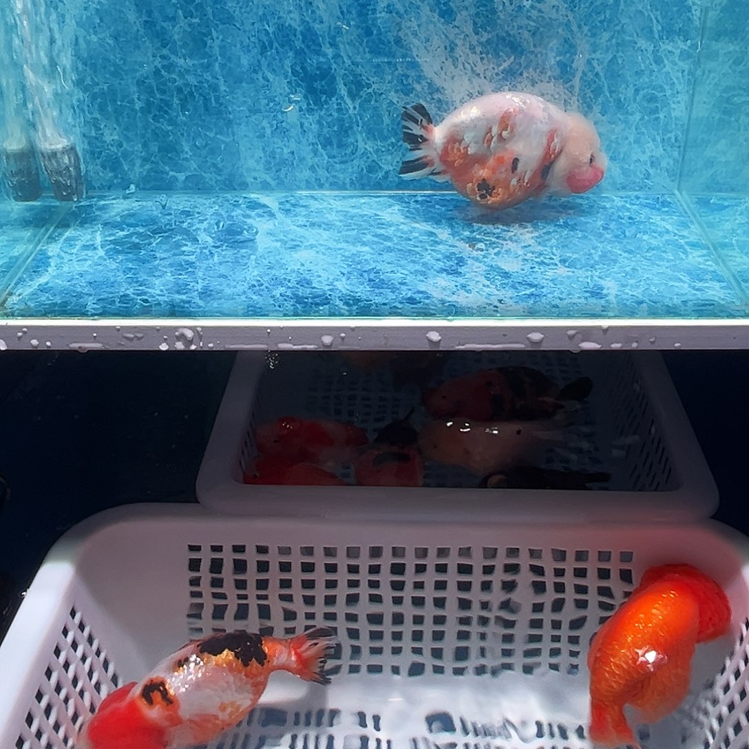 金鱼可爱兰寿奶花