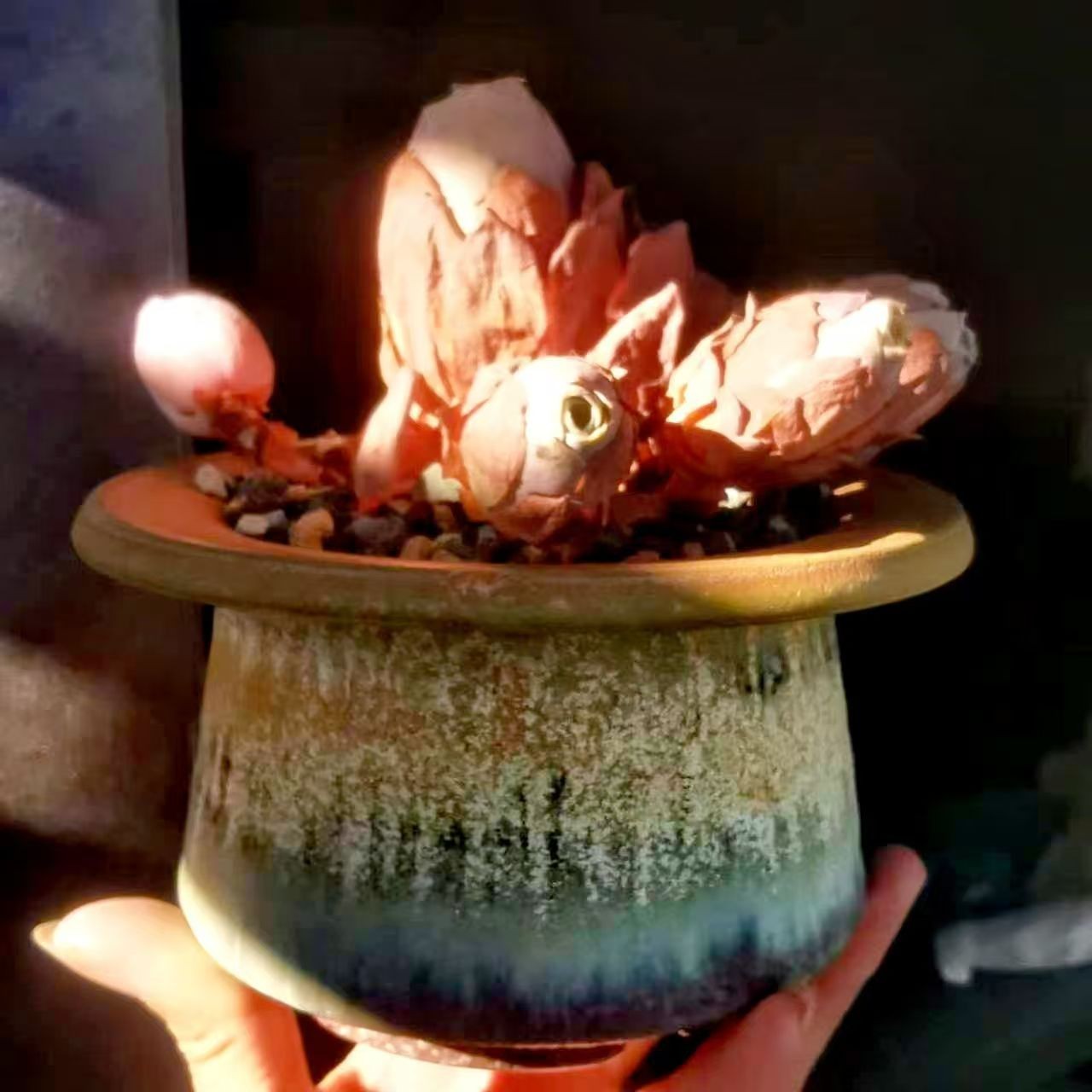 【喵喵推荐】喵家多肉花盆  多肉花盆 小团圆系列