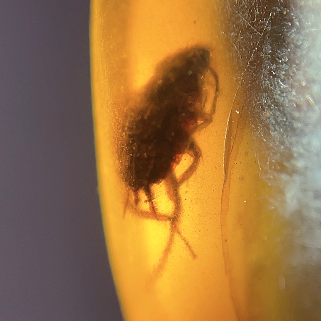 琥珀裸石未镶嵌。。