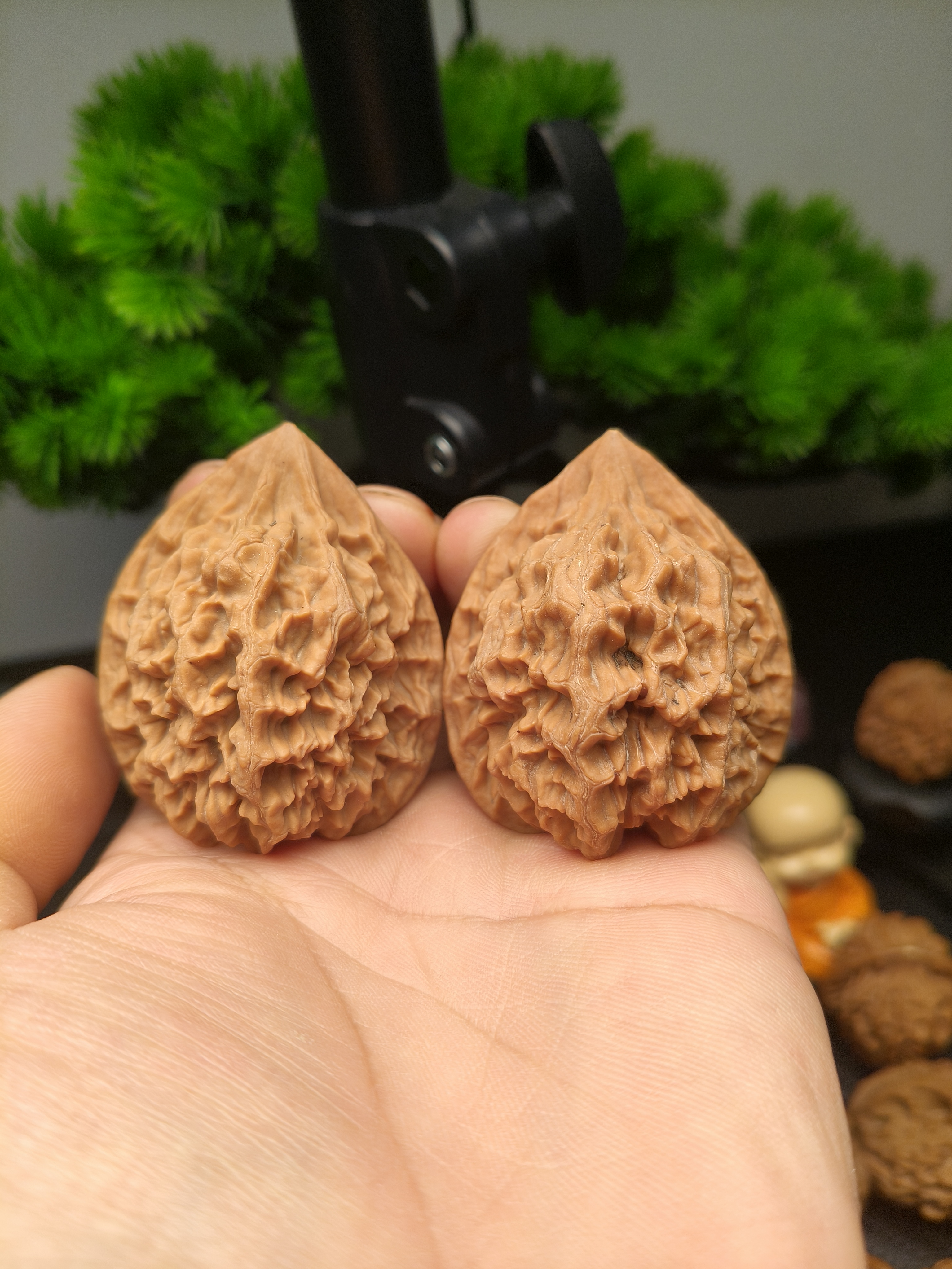 秦岭核桃张链接。