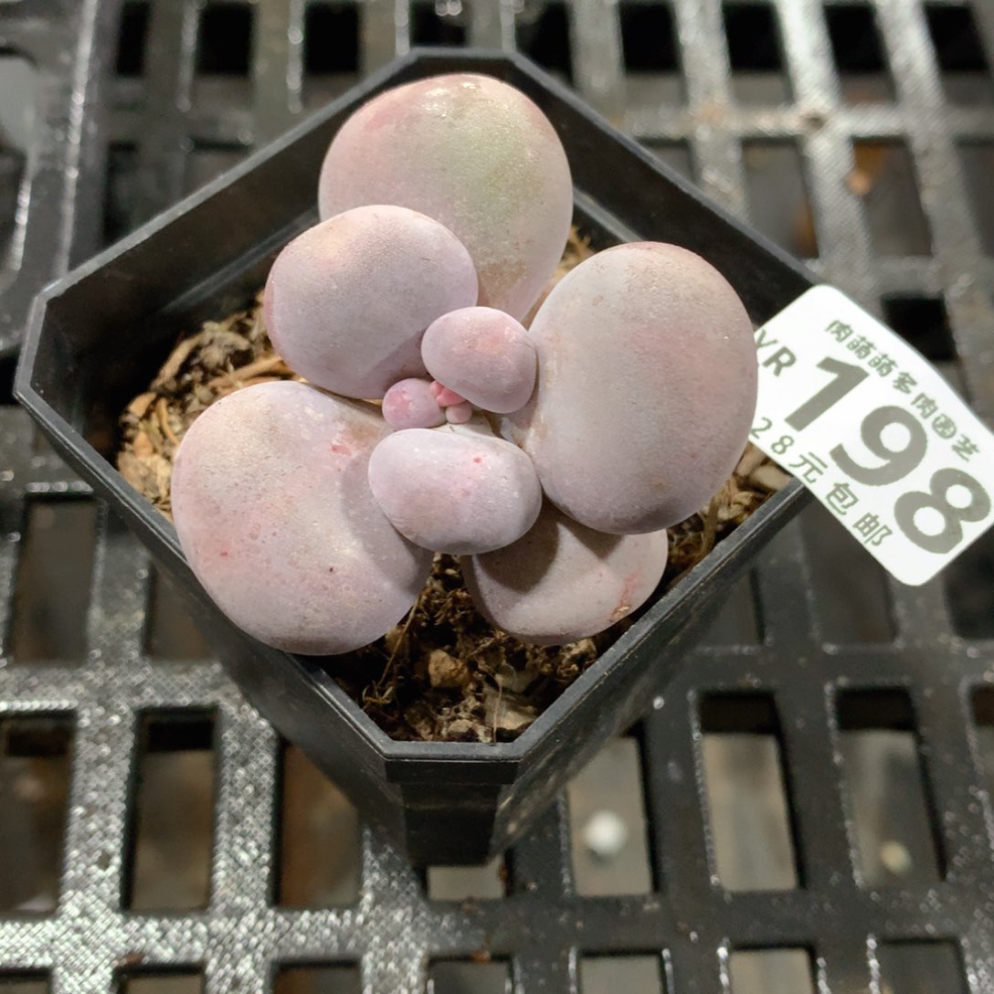 肉萌萌拇指盆精控多肉YR198