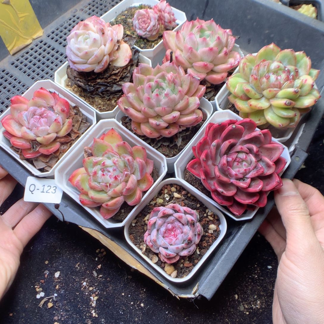 无花朵Q123。yyyyyyy