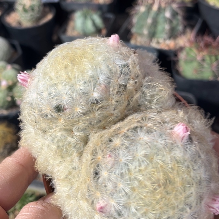 仙人球一物一拍实生