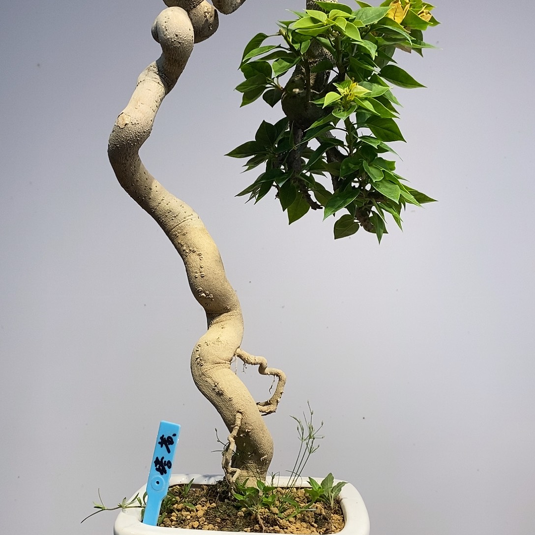 无花朵三角梅高度52公分左右