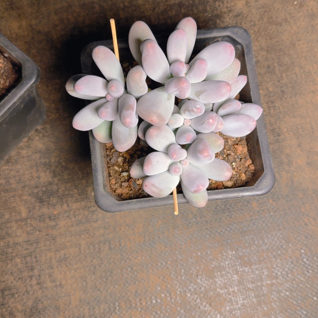 米可福利1111111111111111