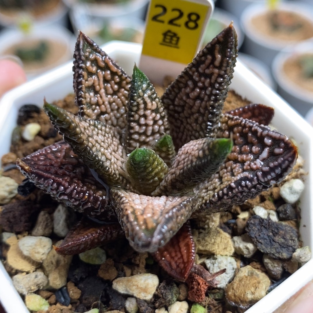 228大理石女王一物一拍