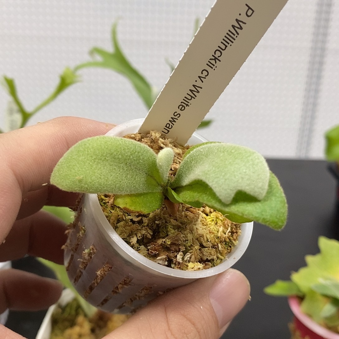 无花朵白天鹅鹿角蕨