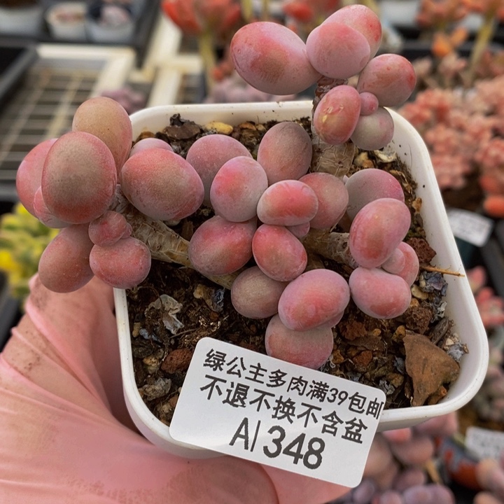腰子桃蛋7cm348多肉植物