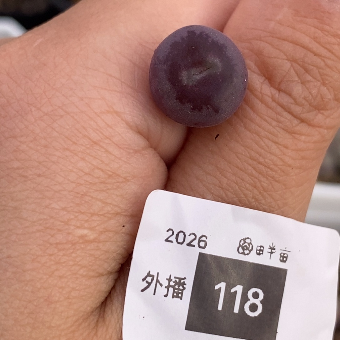 路***河118/优秀毛杂甜甜圈