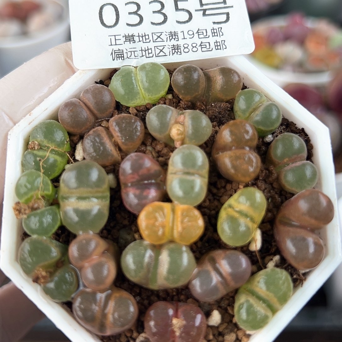 好养易活生石花大母本0335