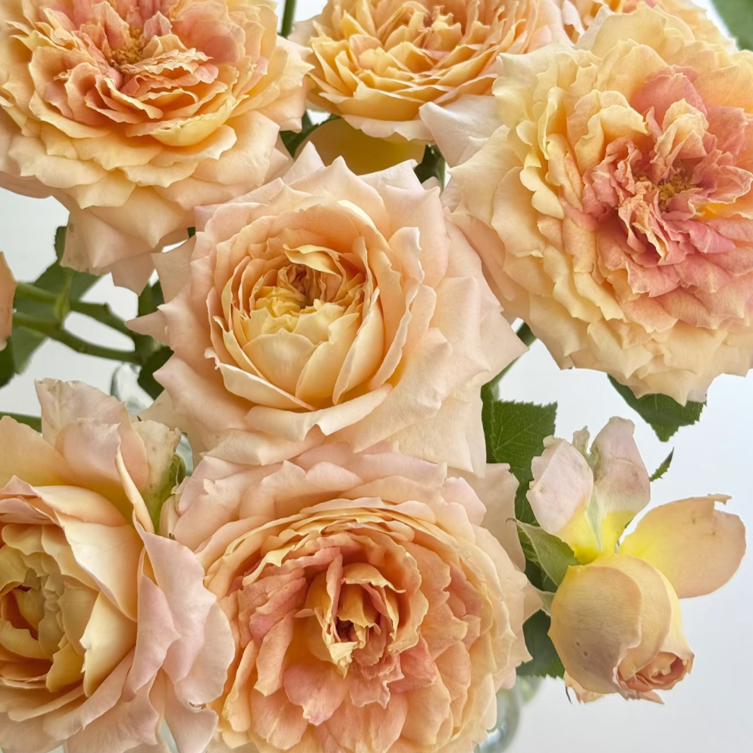 乐享晴天-玫瑰单头（任意两单包邮，一单需要补运费）