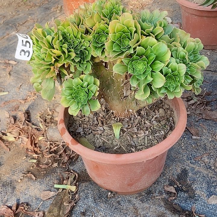 356翡翠琉璃朵朵缀特价