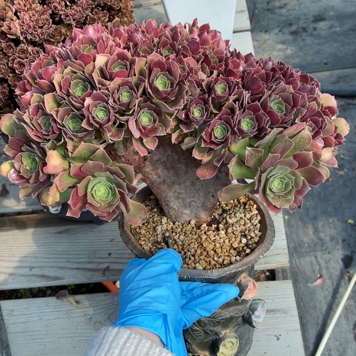 多肉植物多肉植物