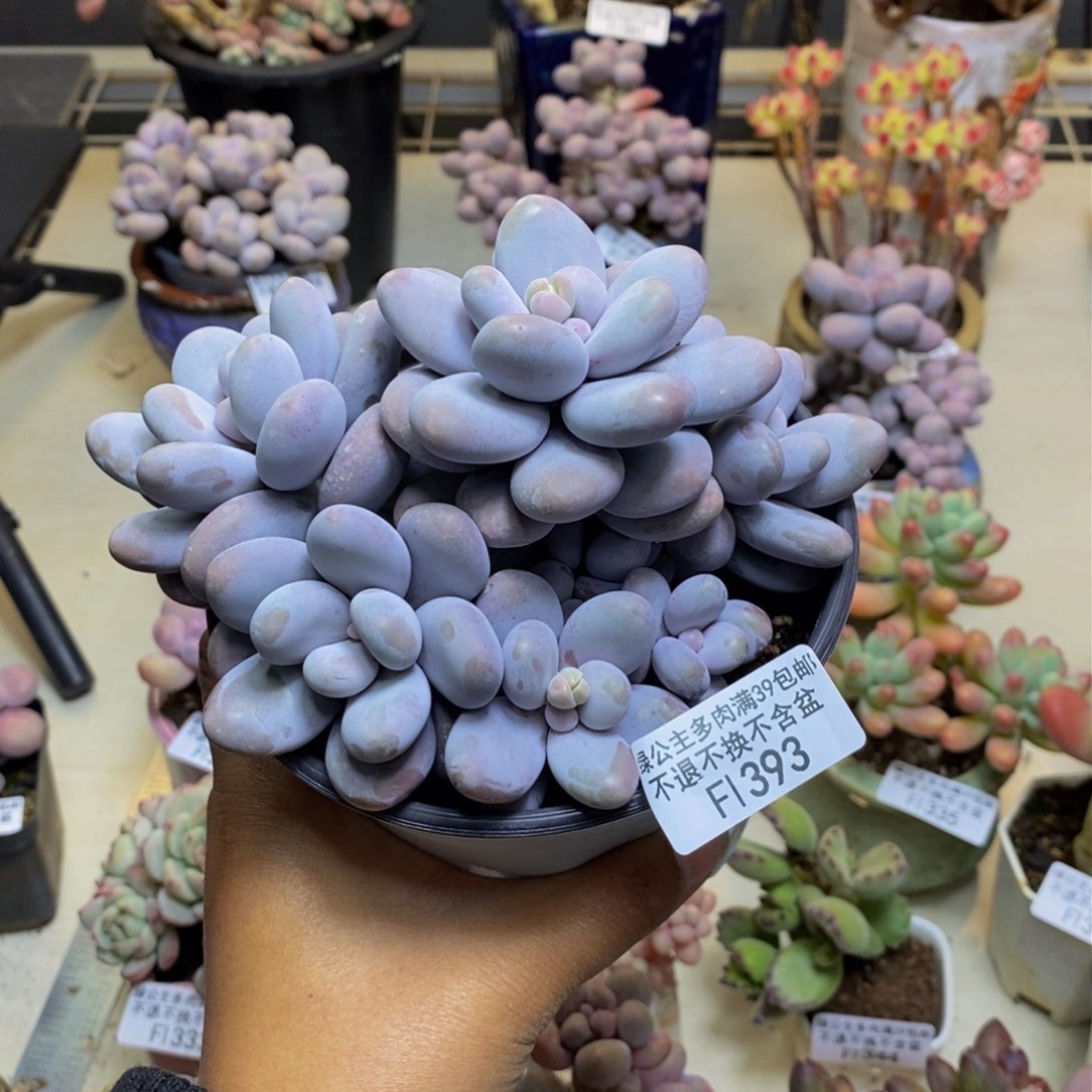 393水光针多肉9c m