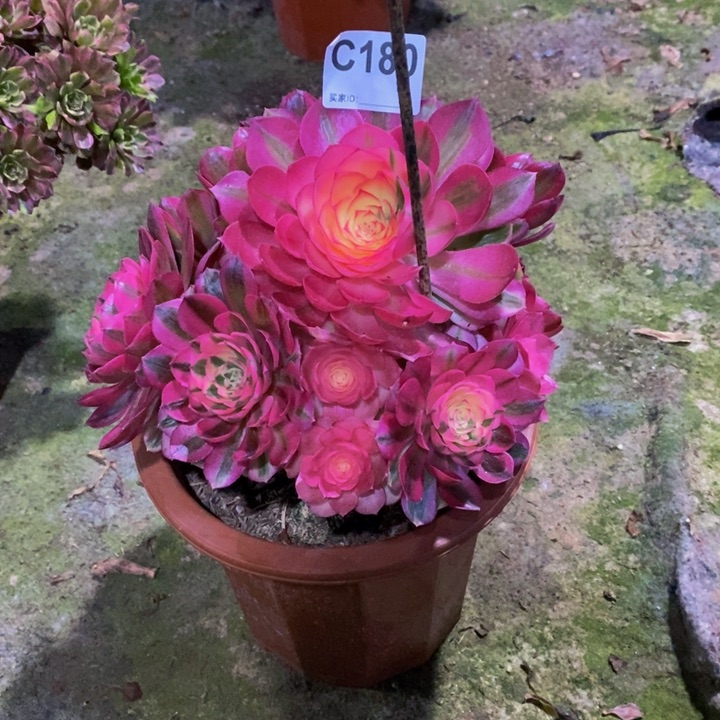 倾城多肉植物180