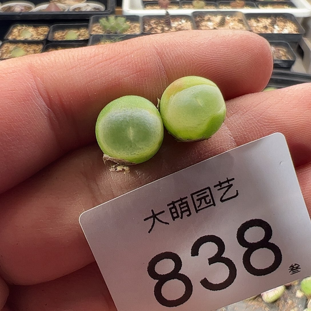一物一拍。        838