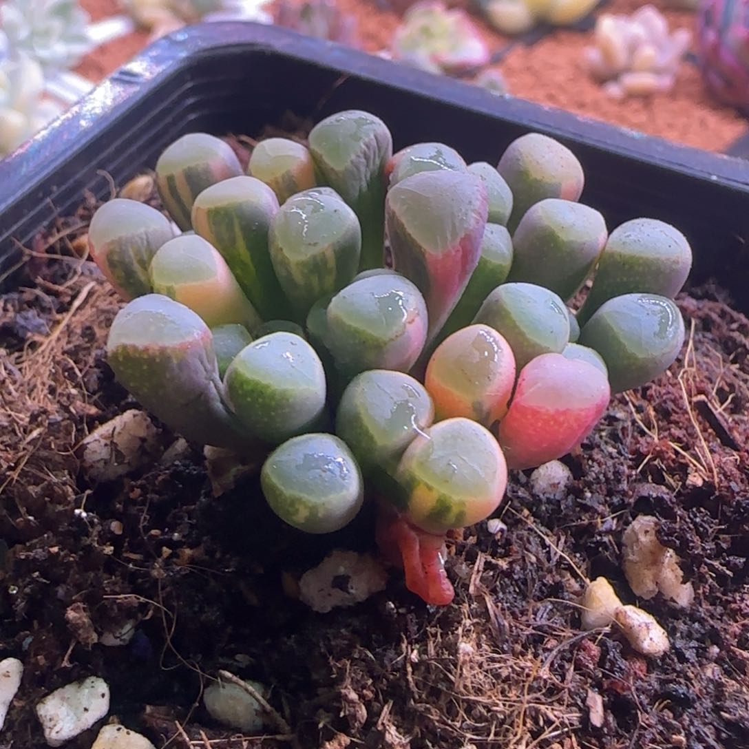 五十零玉锦 多肉植物