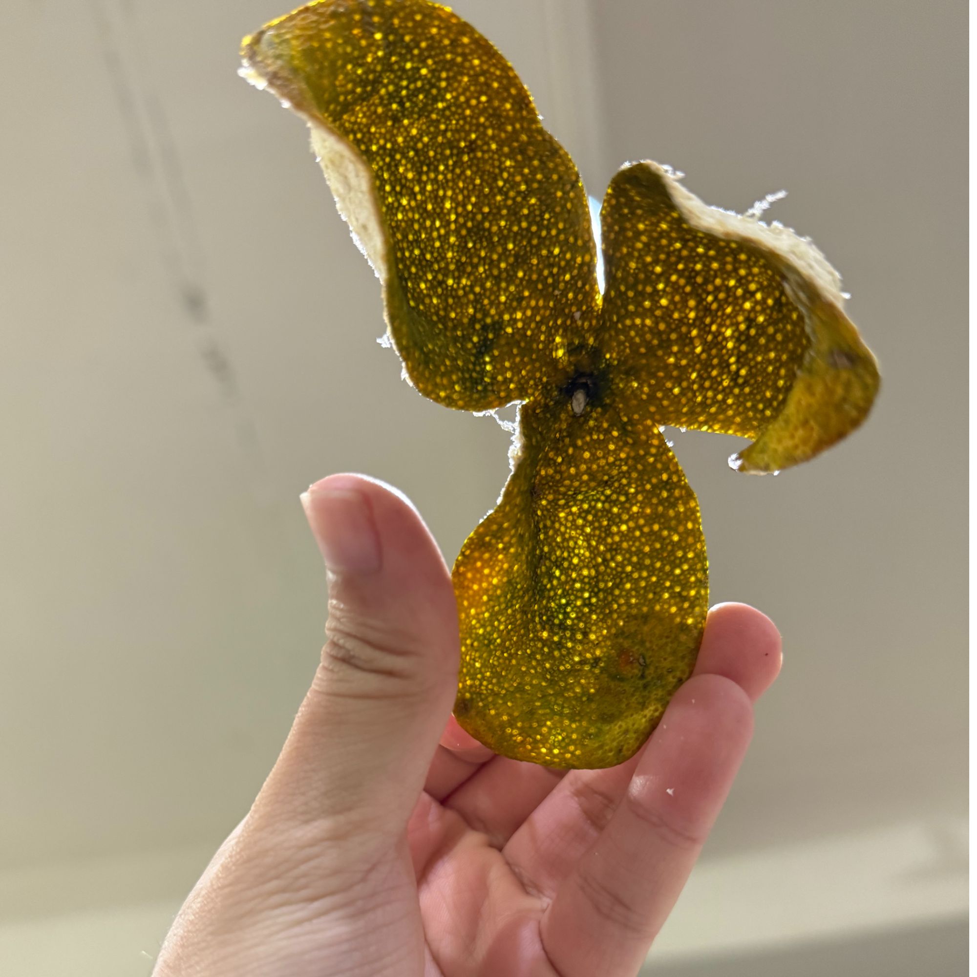 【二红】2025年梅江13年老树圈枝二红皮