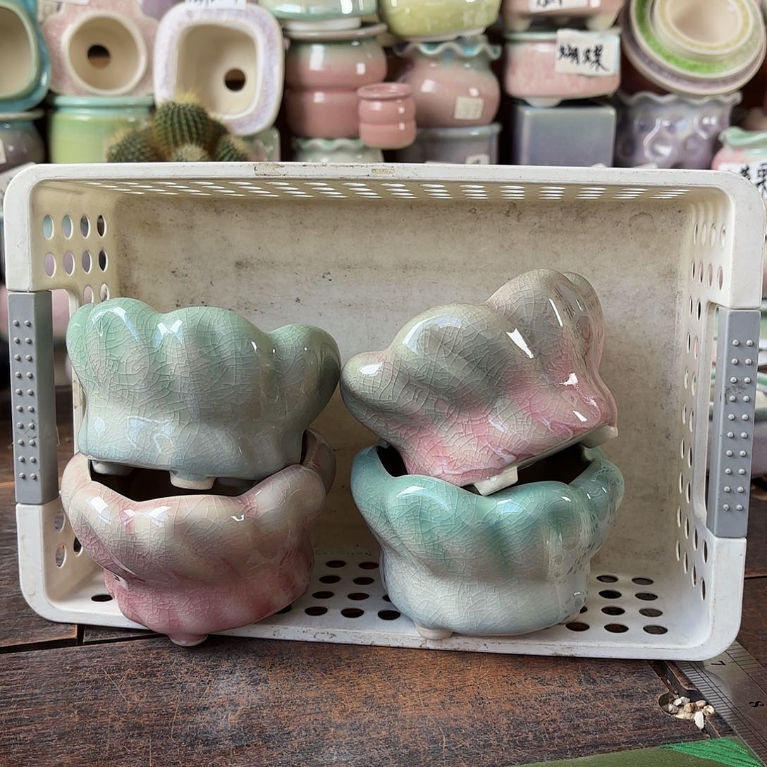 量货/8口高6深浅搭配发4福利