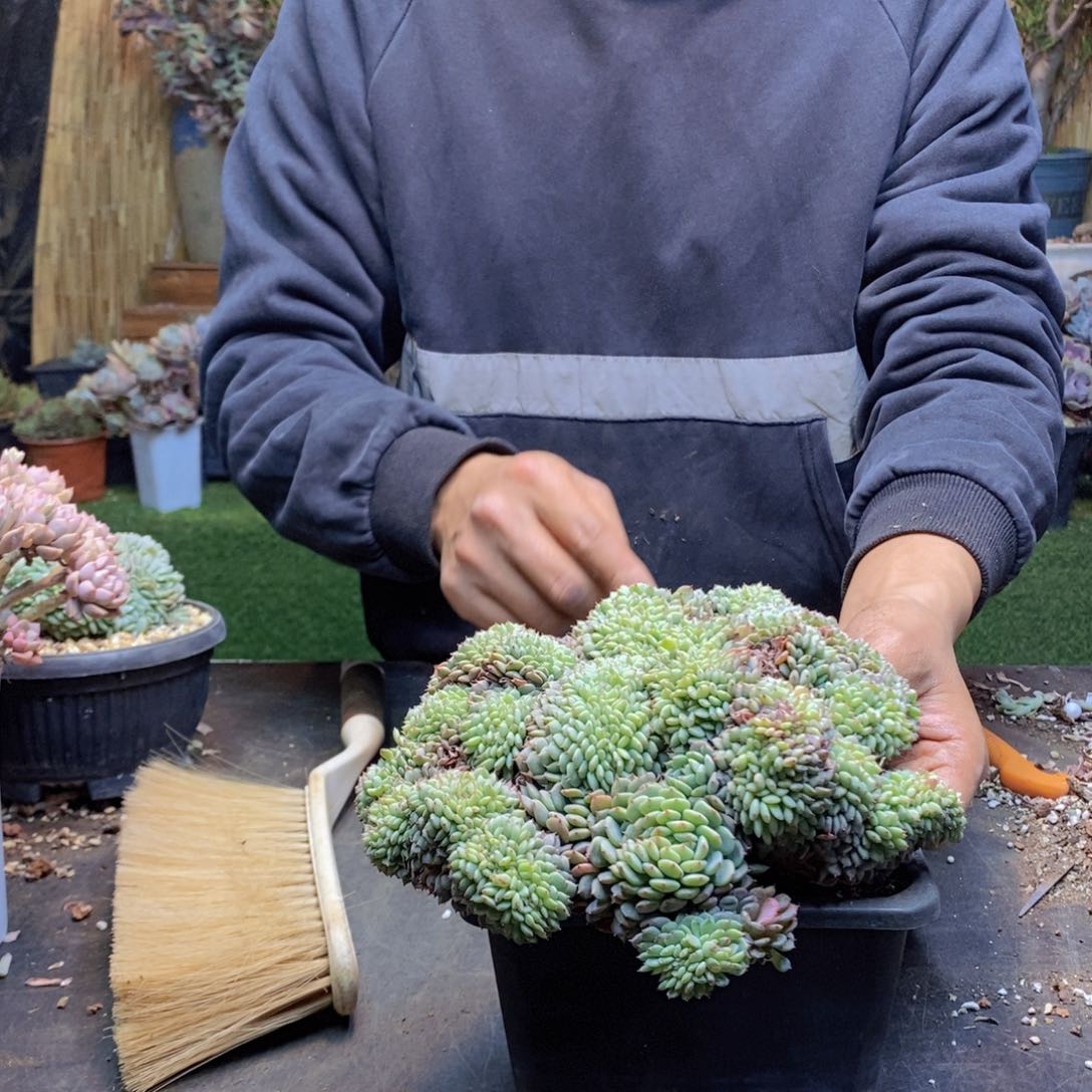 漫****光42号白胖子缀多肉