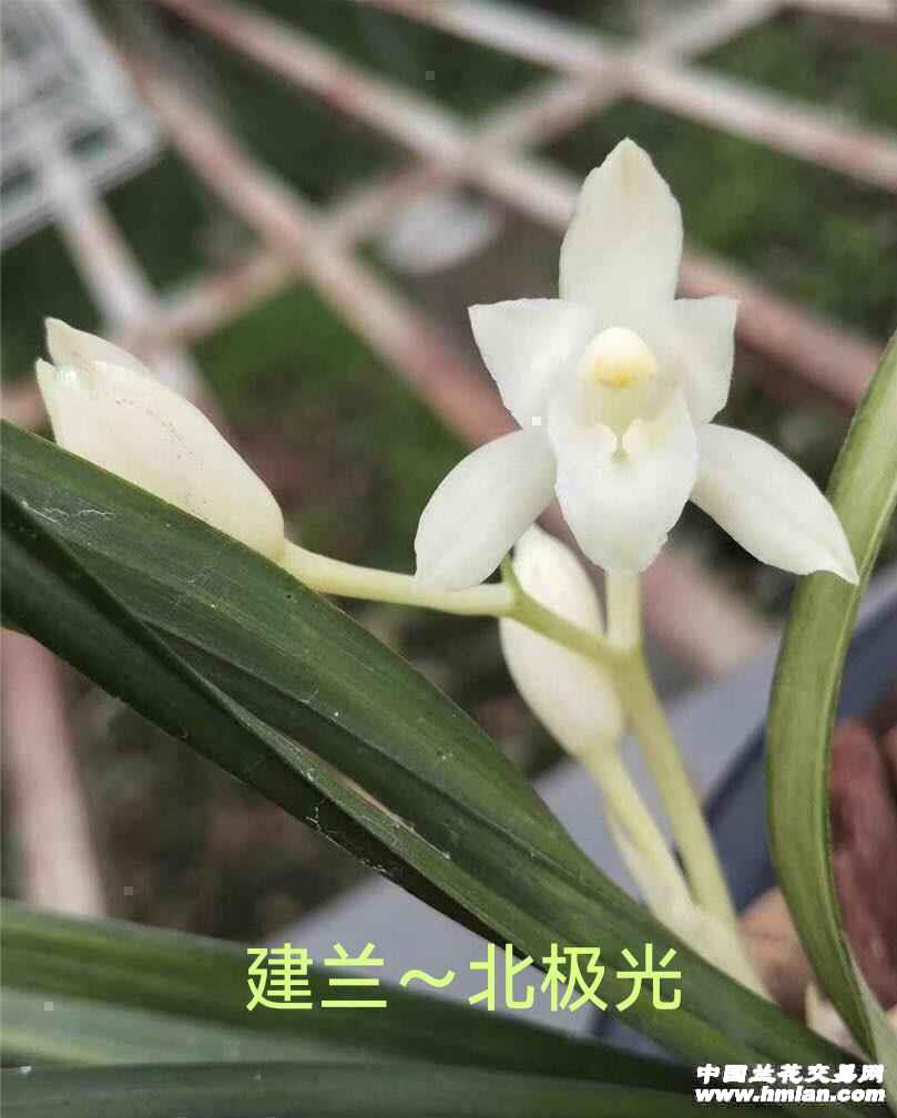 建兰 北极光 先明中透龙头苗